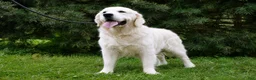 Golden Retriever dogs for sale: Golden Retriever 2 - Ad 6