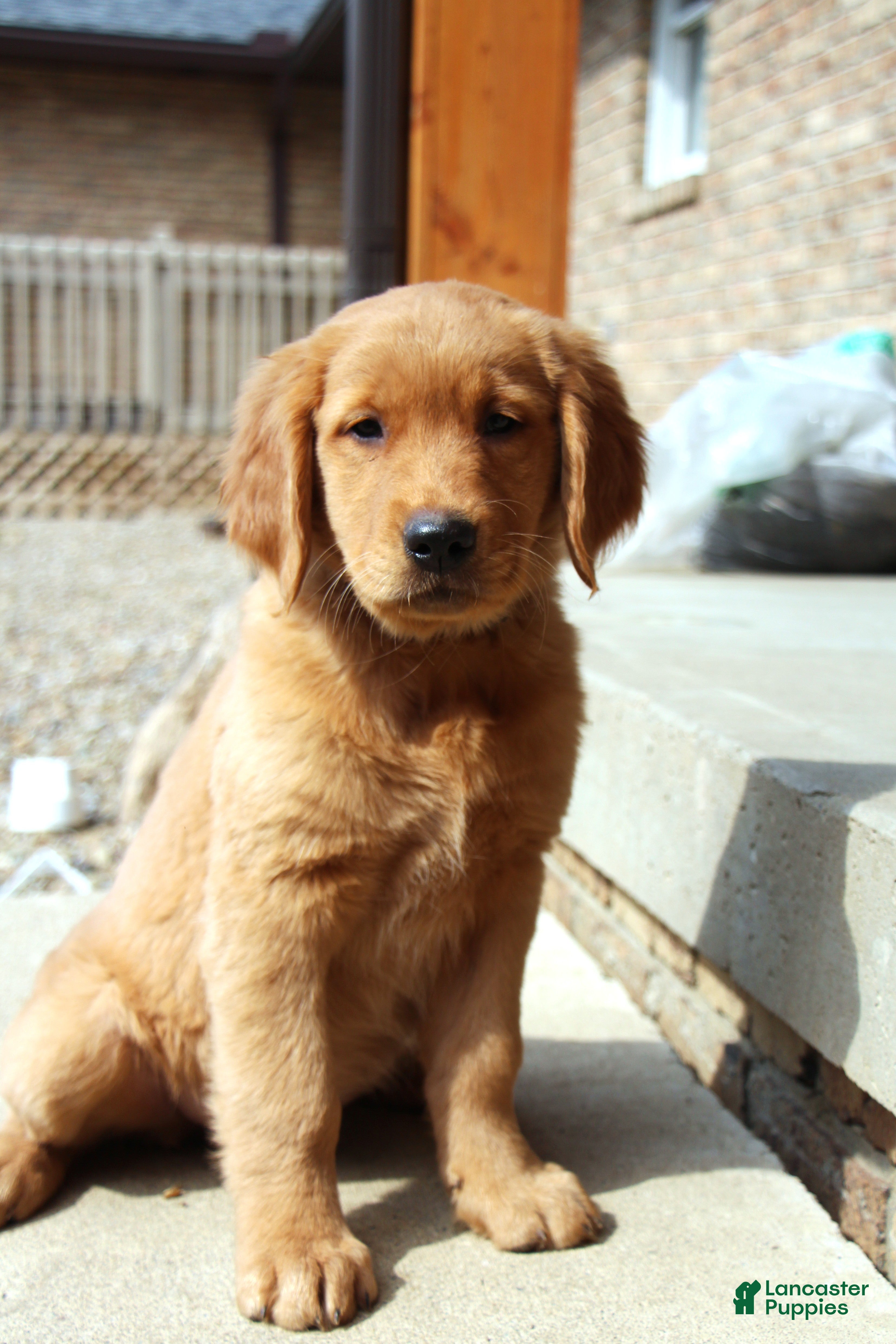 Golden Retriever dogs Raven - Ad 1