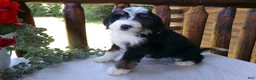 Mini Bernedoodle dogs for sale: Brayden - Ad 5