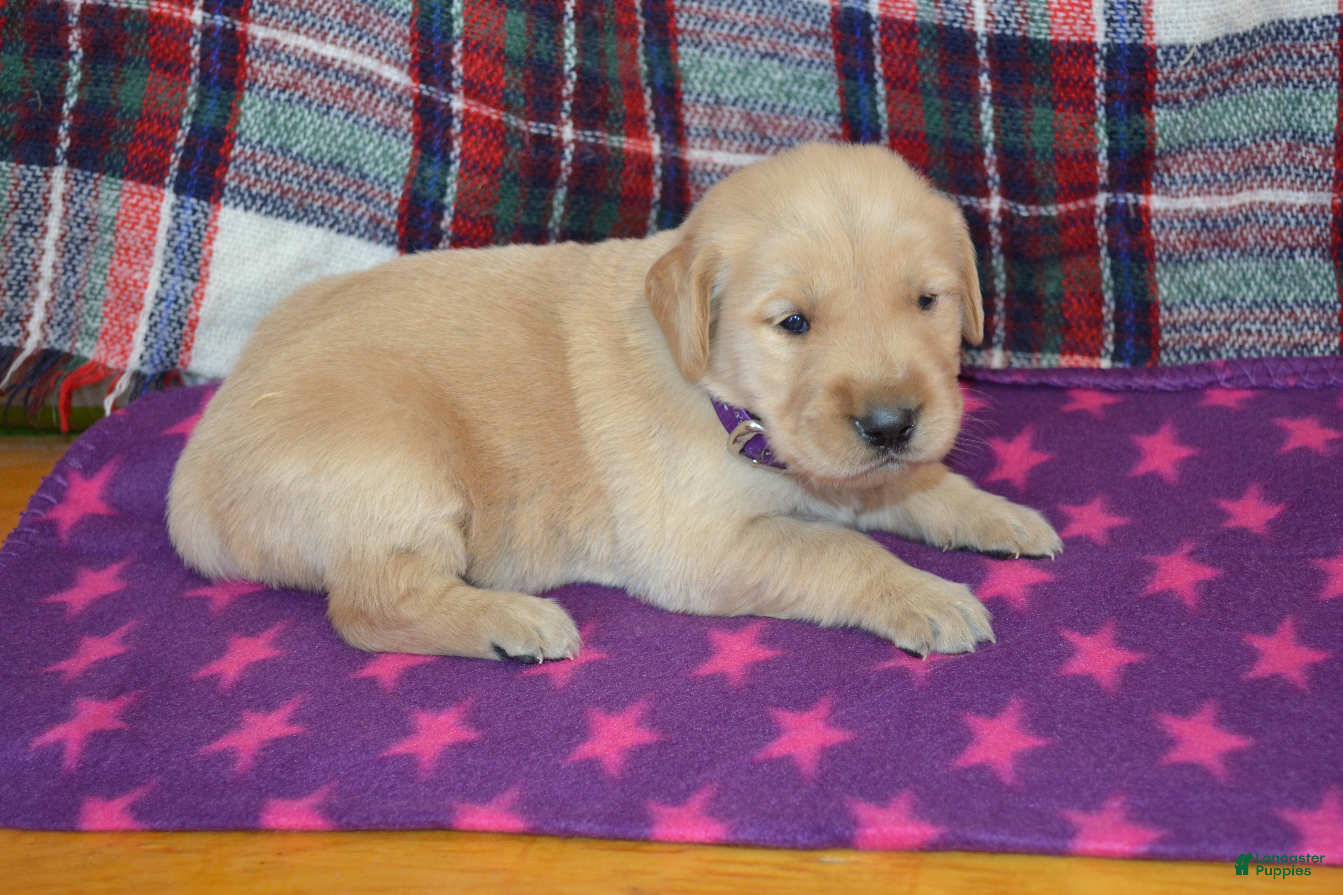 Golden Retriever dogs Marshmellow - Ad 2