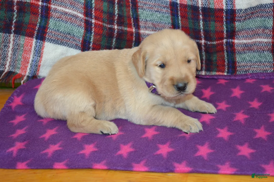 Golden Retriever dogs for sale: Marsha - Ad 2