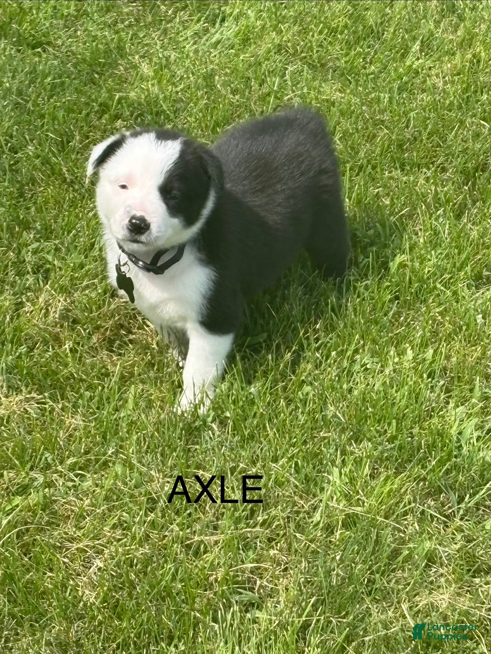 Border Collie dogs AXLE - Ad 1