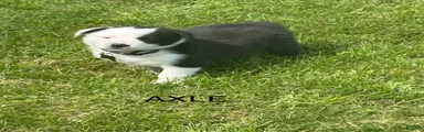 AXLE