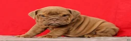 English Bulldog dogs for sale: Scotty - Ad 7