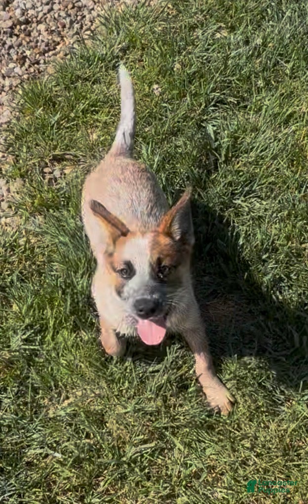 Australian Cattle Dog dogs Georgie Girl - Ad 39