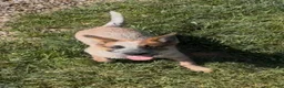 Australian Cattle Dog dogs for sale: Georgie Girl - Ad 8