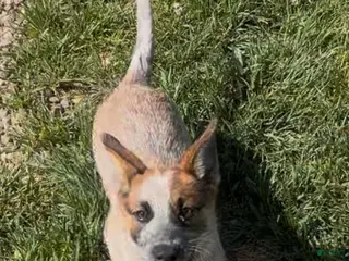 Australian Cattle Dog dogs Georgie Girl - Ad 39