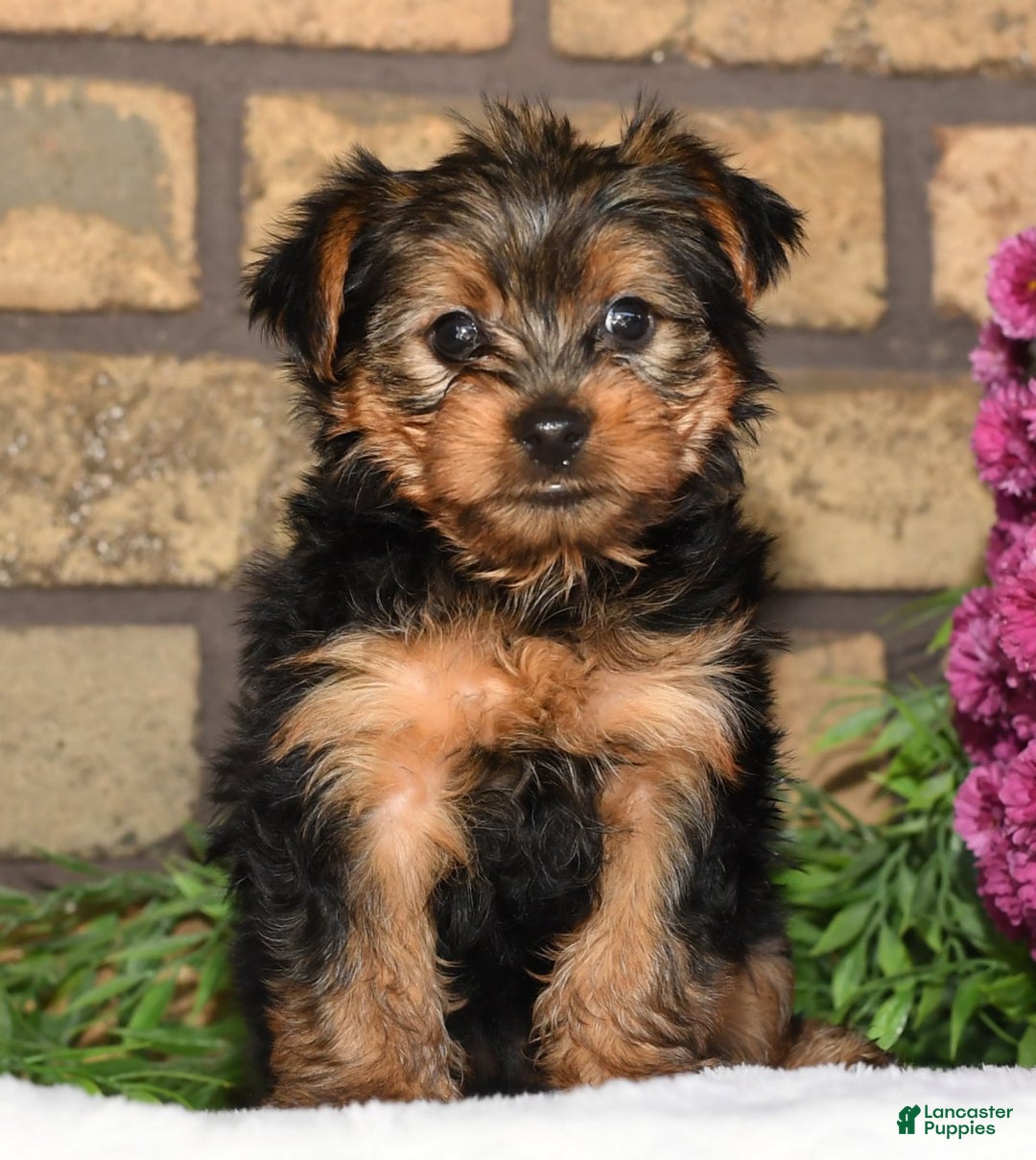 Blue​ Yorkshire Terrier Puppies for sale Lancaster Puppies