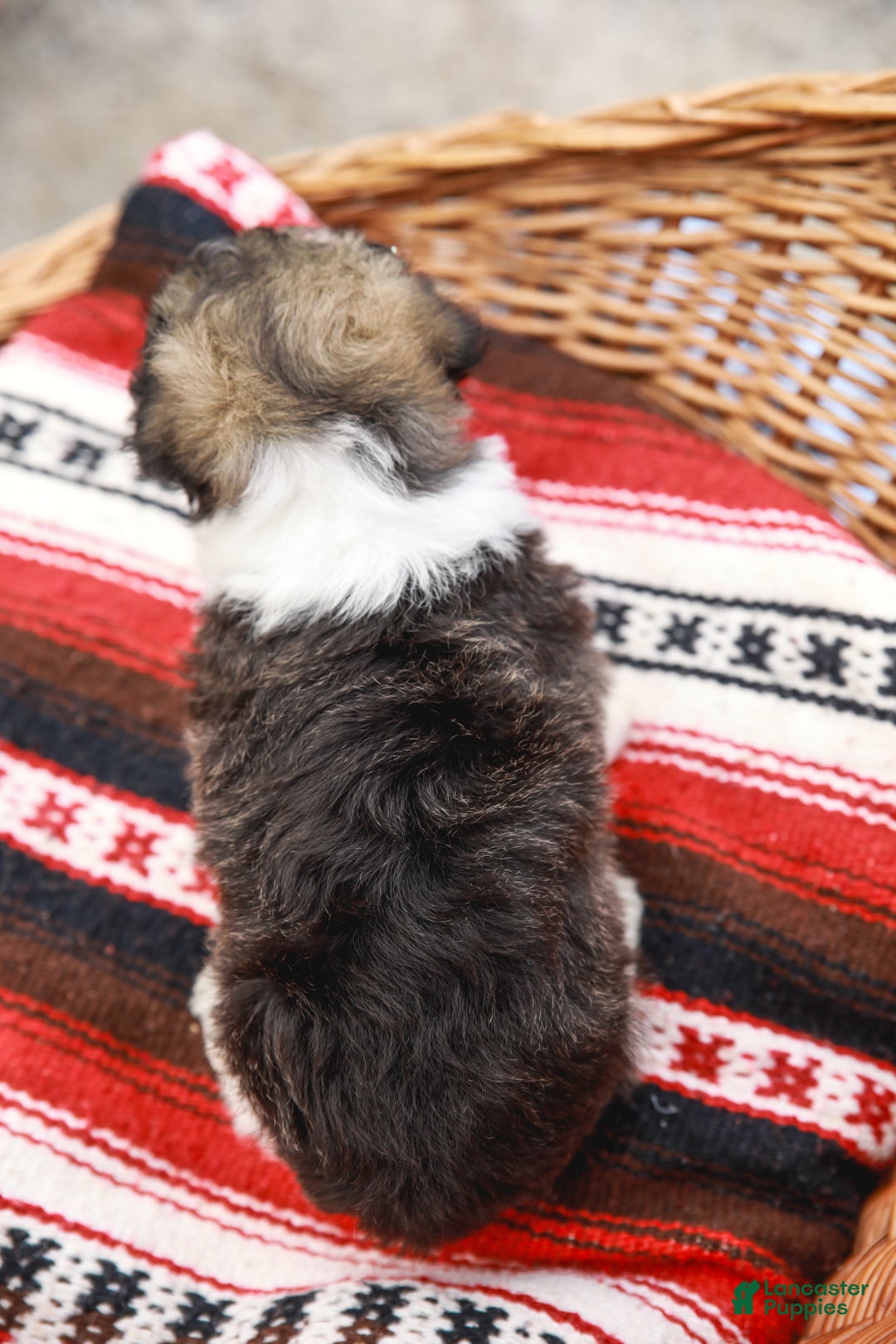 Havanese dogs for sale: Maggie AKC - Ad 11