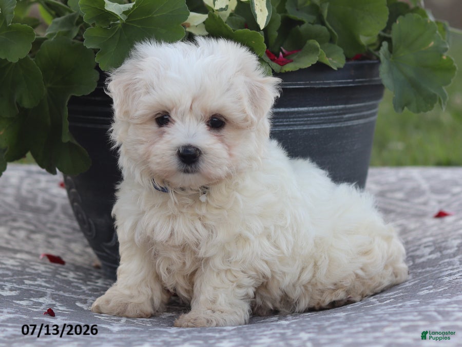 Maltese dogs Arlene - Ad 2