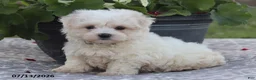 Maltese dogs for sale: Arlene - Ad 2