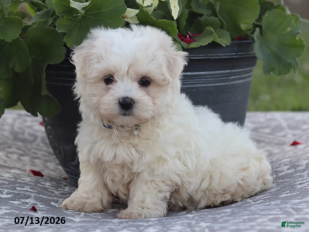 Maltese dogs for sale: Arlene - Ad 2
