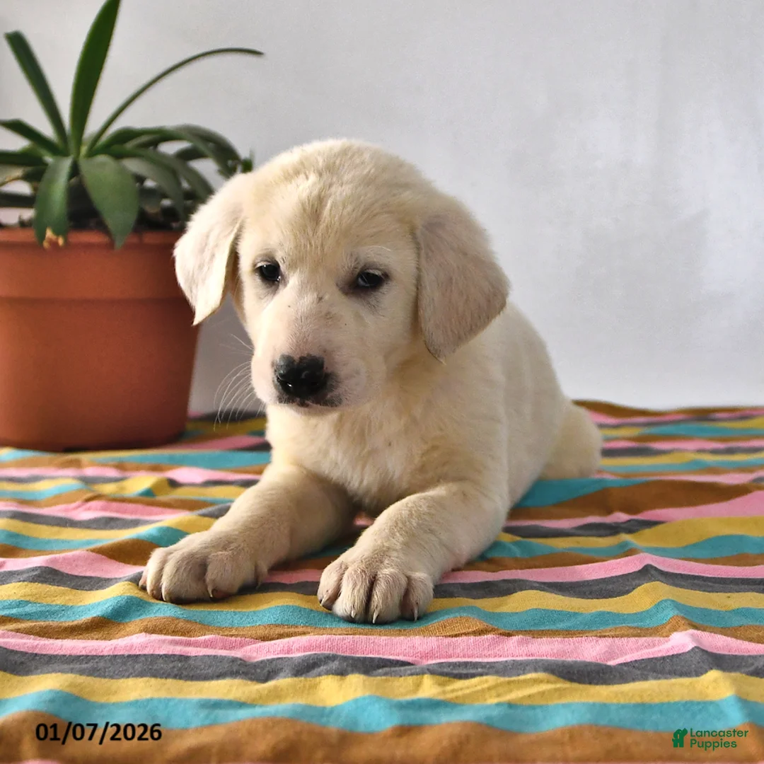 Mixed Breed dogs for sale: Buster - Ad 5