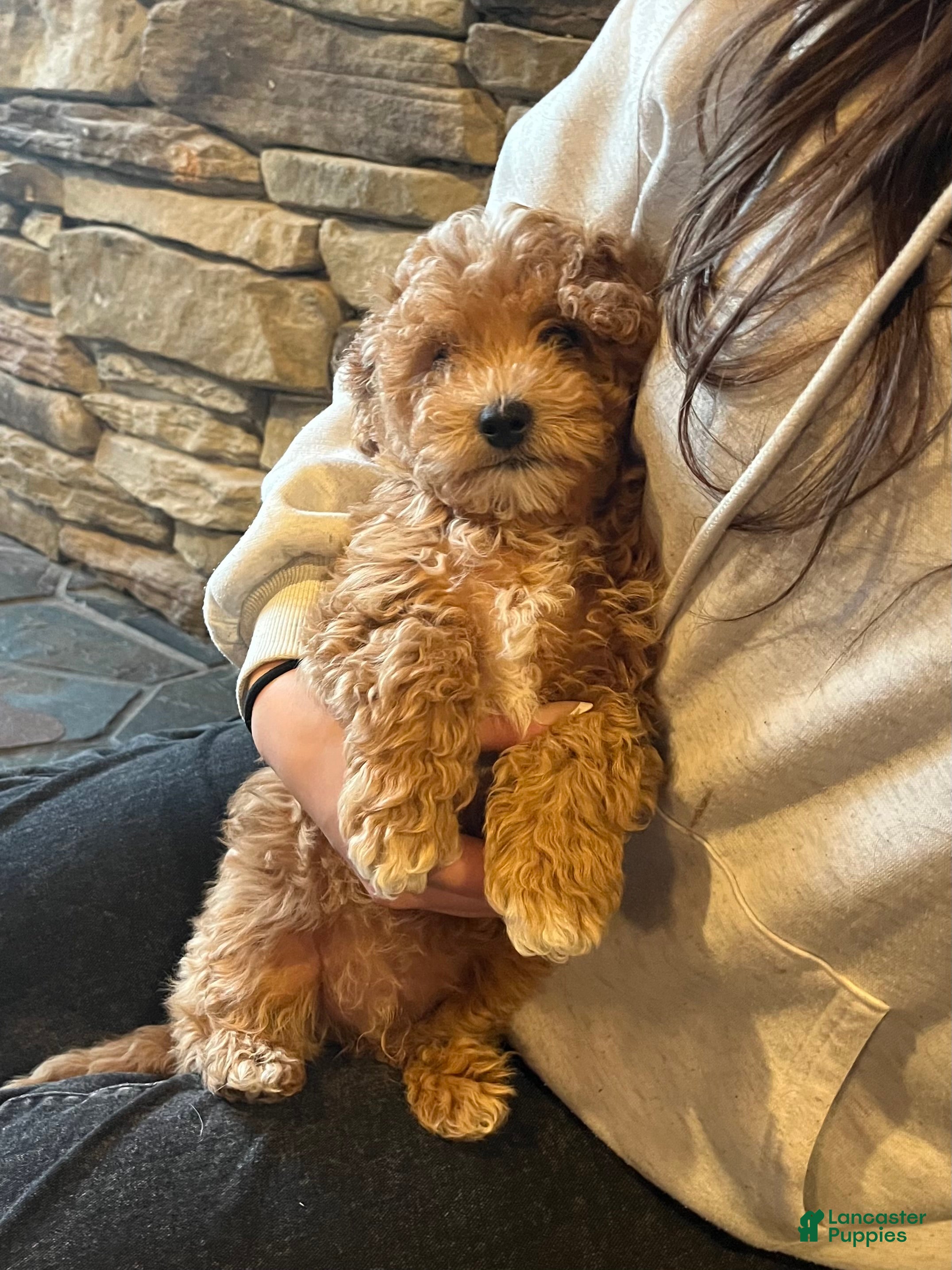 Bichpoo dogs Bambi - Ad 32