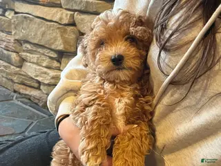 Bichpoo dogs Bambi - Ad 32