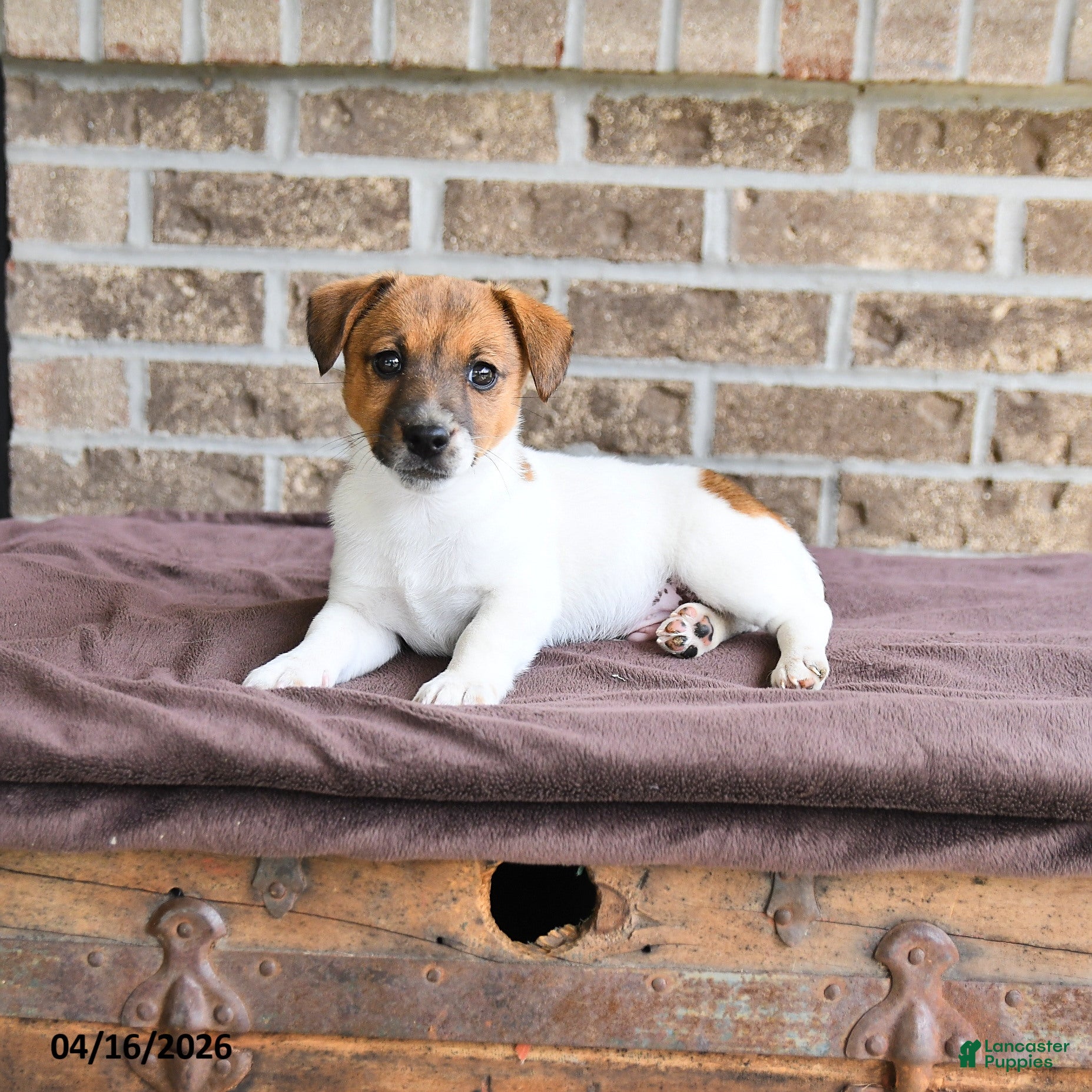 Jack Russell Terrier dogs Chief  - Ad 2