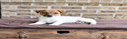 Jack Russell Terrier dogs for sale: Chief  - Ad 2