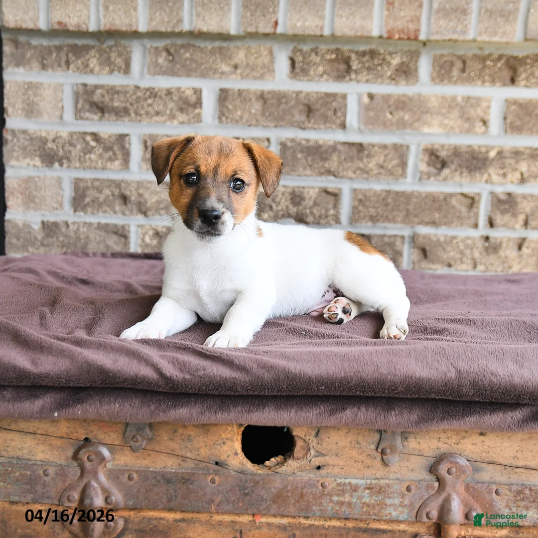 Jack Russell Terrier dogs for sale: Chief  - Ad 2