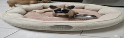 French Bulldog dogs for sale: Frankie - Ad 11