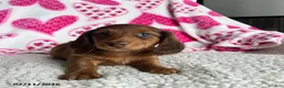 Miniature Dachshund dogs for sale: Nellie - Ad 4