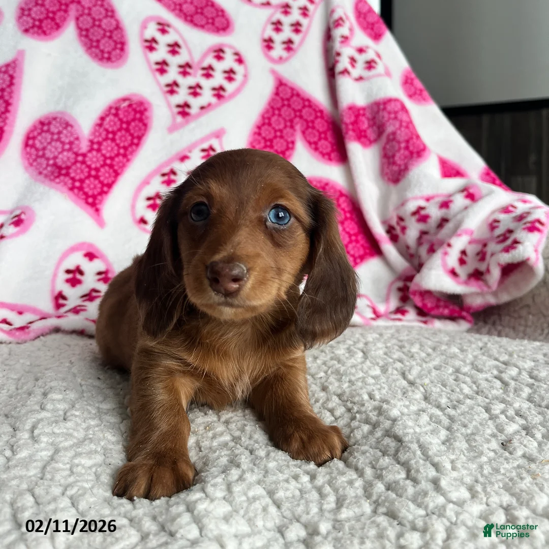 Miniature Dachshund dogs for sale: Nellie - Ad 4