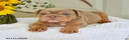 English Bulldog dogs for sale: Truman - Ad 5