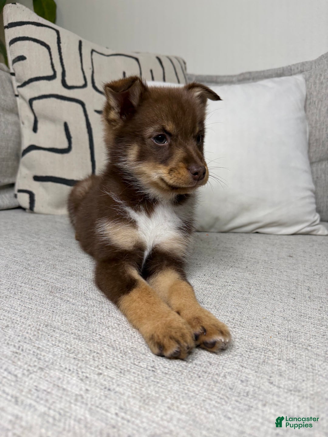 Pomsky dogs for sale: Dotty - Ad 14