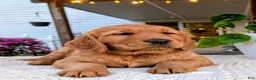 Golden Retriever dogs for sale: Cooper - Ad 4
