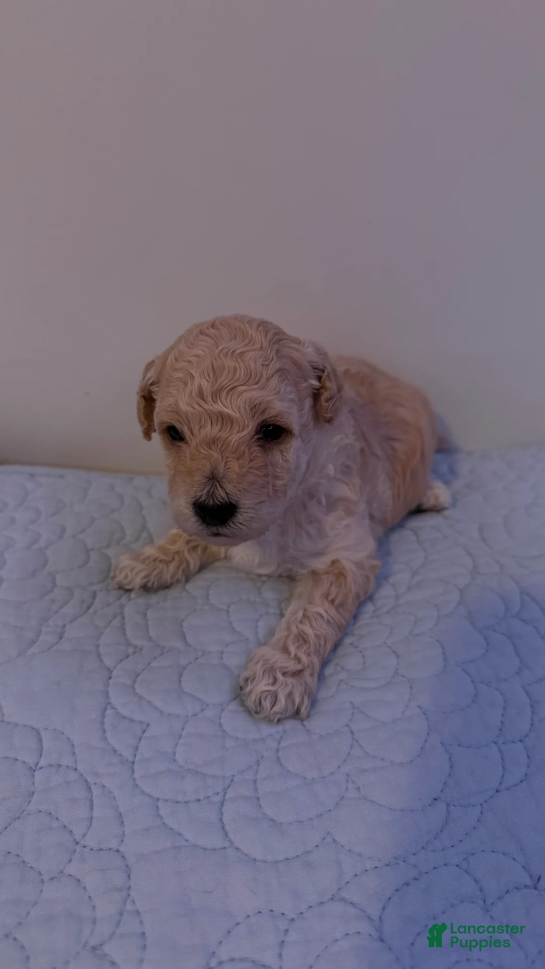 Mini Bernedoodle dogs for sale: Mini Poodle Puppy 4 - Ad 2