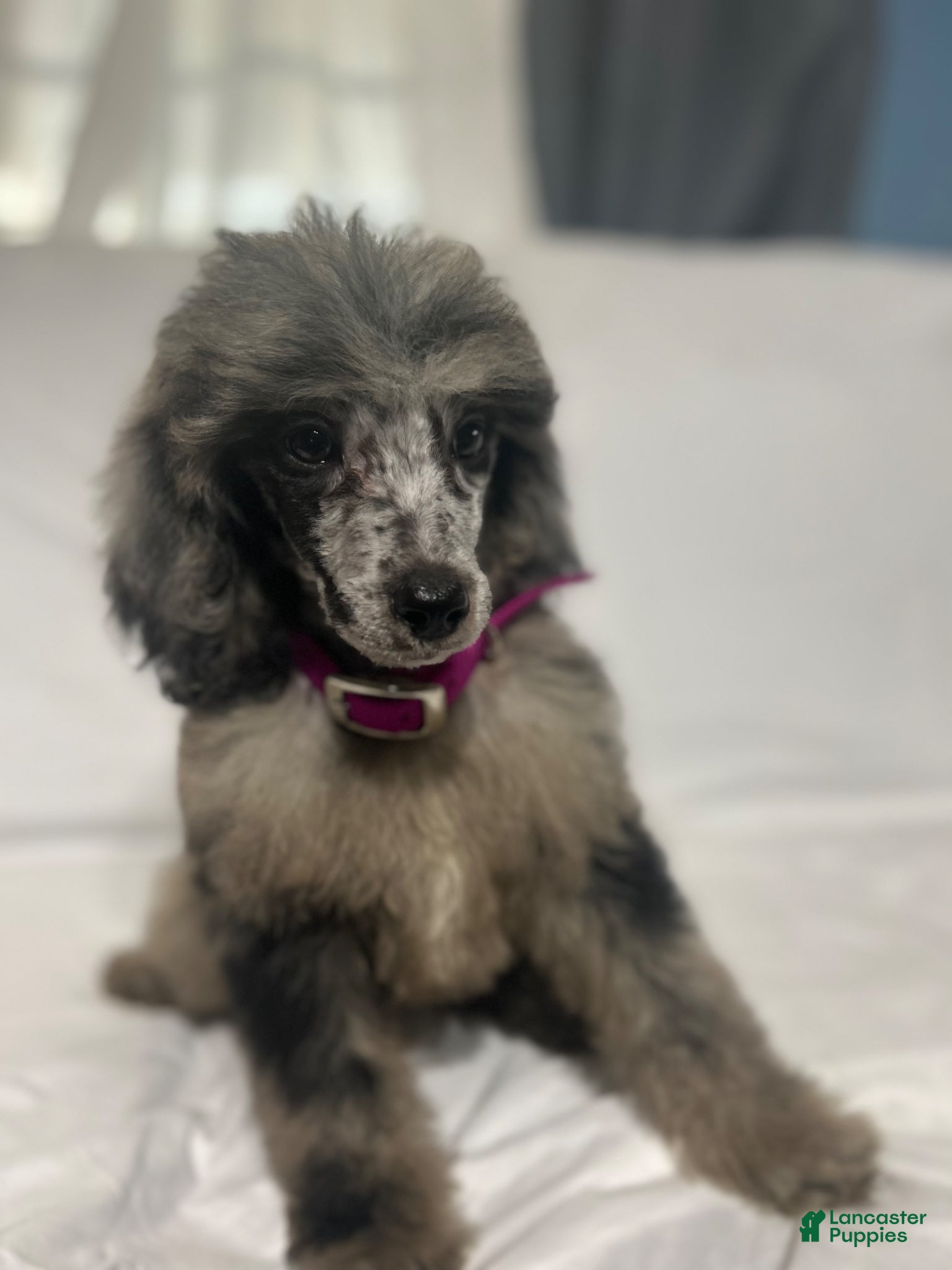 Standard Poodle dogs Standard Poodle Puppy 8 - Ad 1