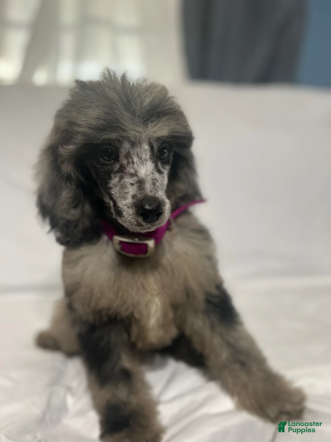 Standard Poodle dogs for sale: Standard Poodle Puppy 8 - Ad 1