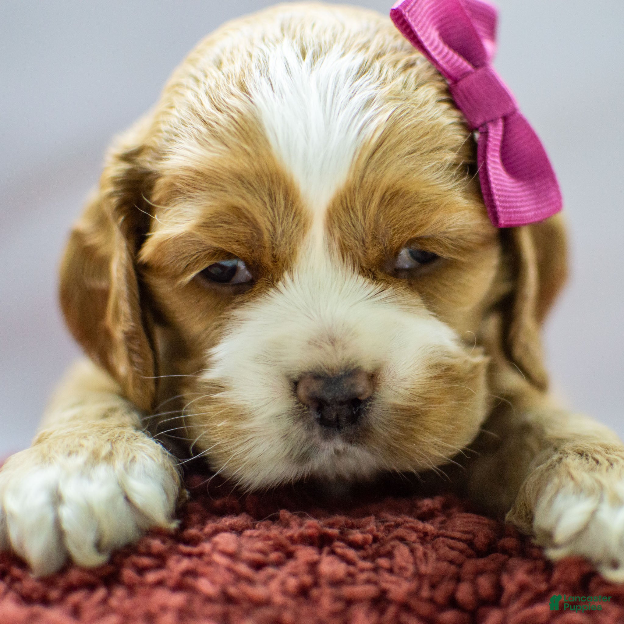 Cocker Spaniel dogs Nicki - Ad 23