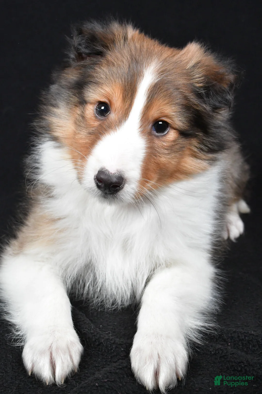 Shetland Sheepdog dogs for sale: Maggie - Ad 5
