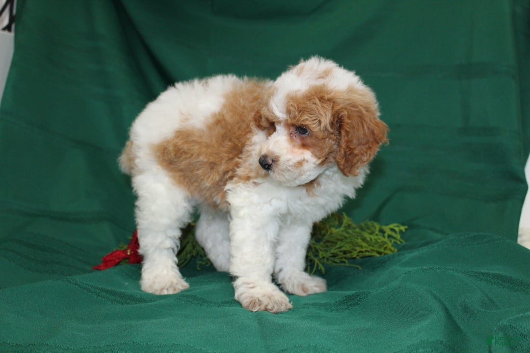 Miniature Poodle dogs for sale: Olaf - Ad 4