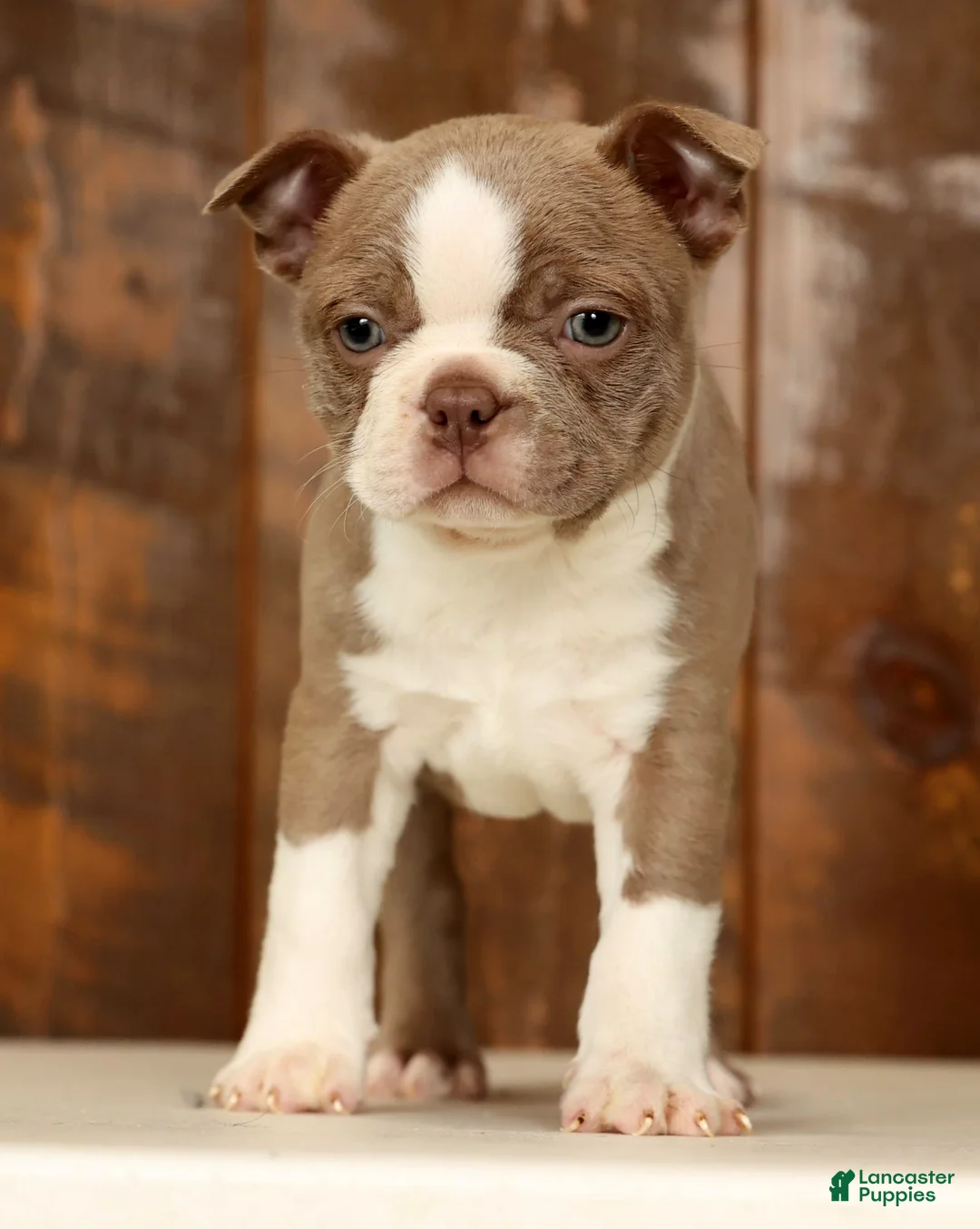 Boston Terrier dogs for sale: Ricky - Ad 1