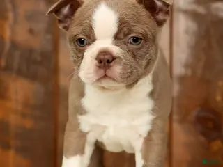 Boston Terrier dogs Ricky - Ad 4