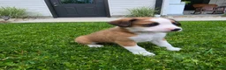 Mixed Breed dogs for sale: Lexi - Ad 6