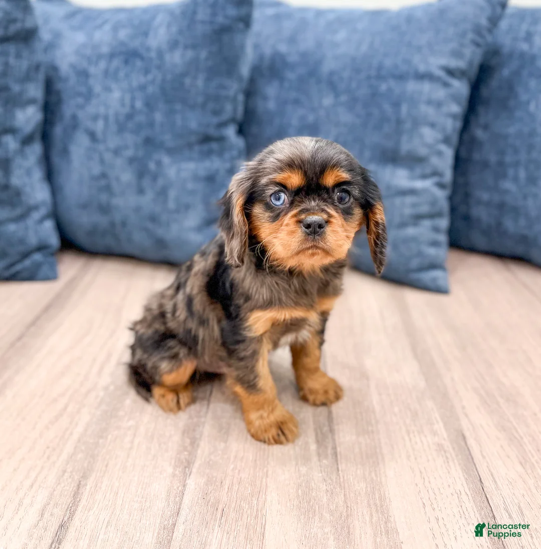 Cavalier King Charles Spaniel dogs for sale: Theo - Ad 3