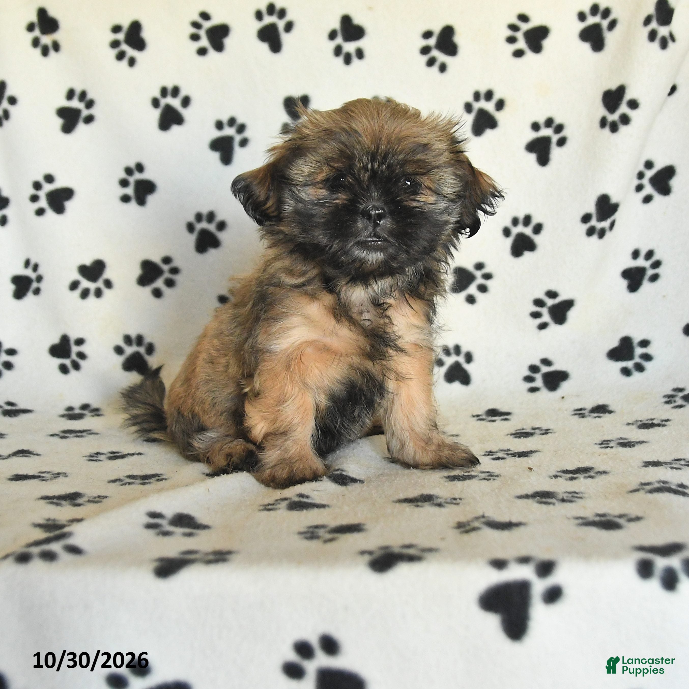 Shih Tzu dogs for sale: Polly - Ad 1