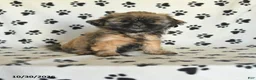 Shih Tzu dogs for sale: Polly - Ad 1