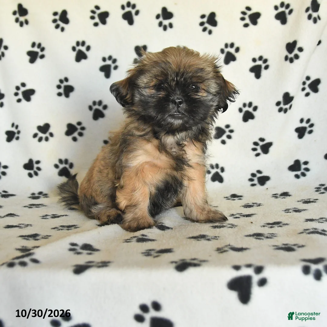 Shih Tzu dogs for sale: Polly - Ad 1