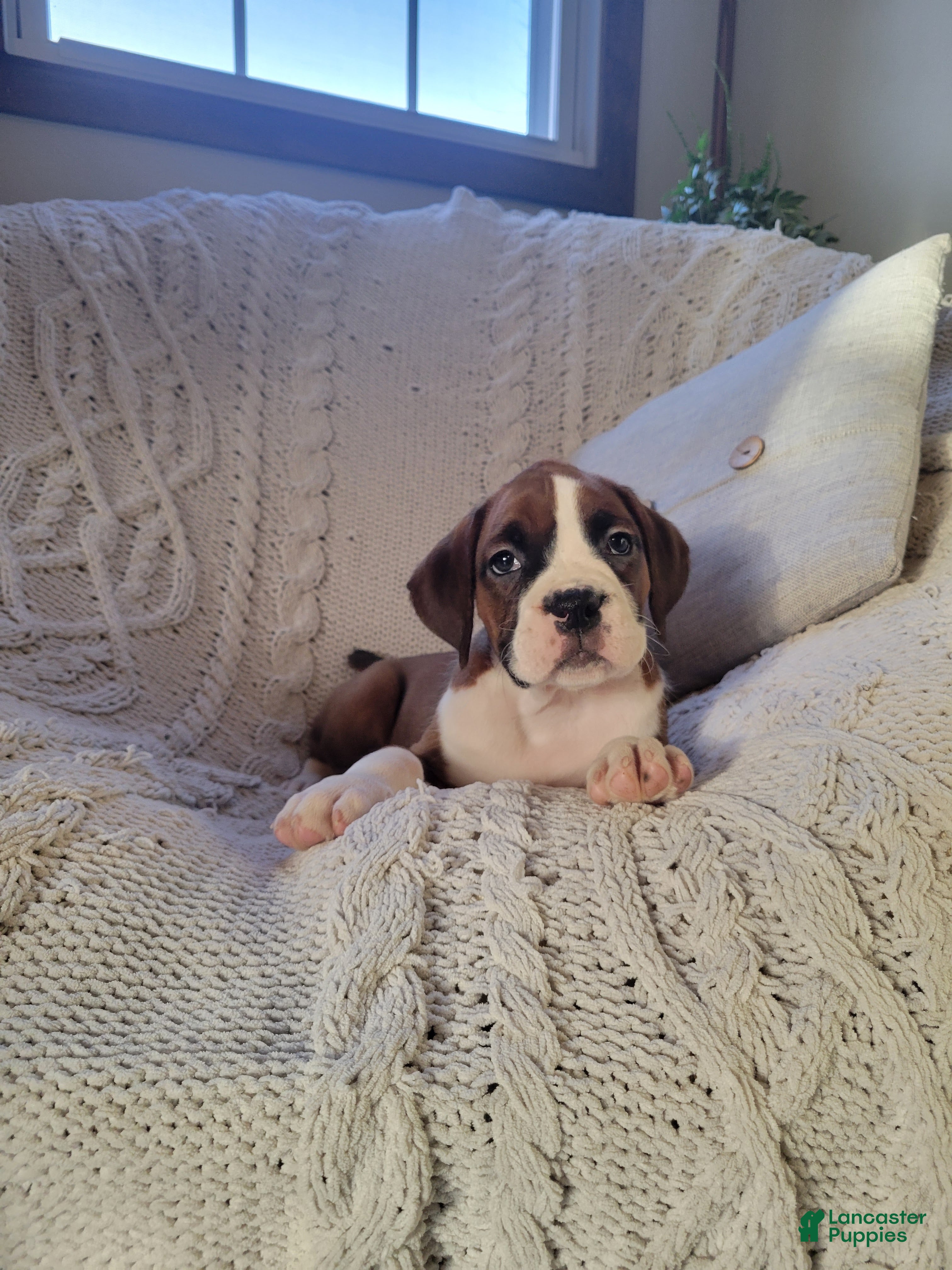 Boxer dogs Penny - Ad 31