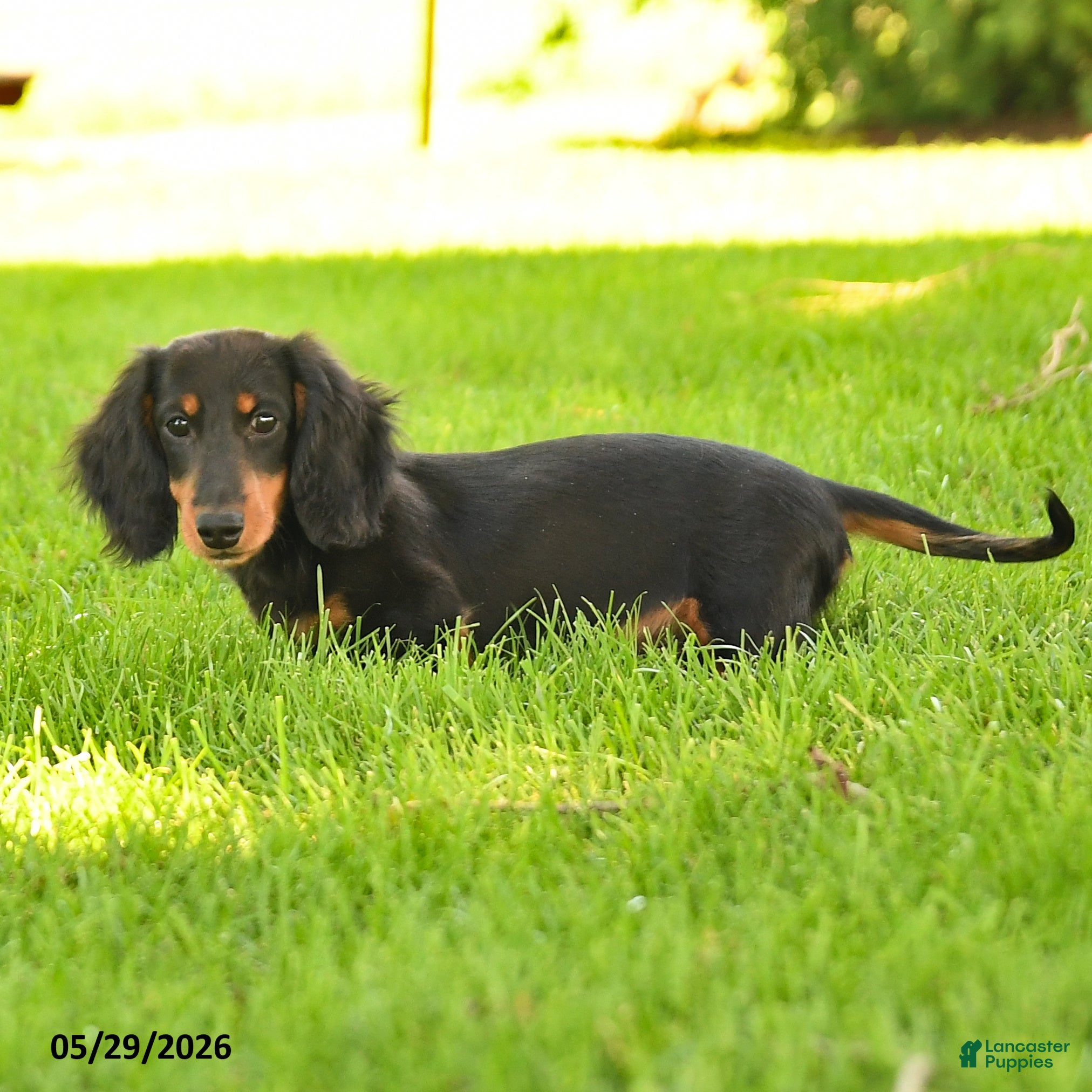Miniature Dachshund dogs Indy - Ad 1
