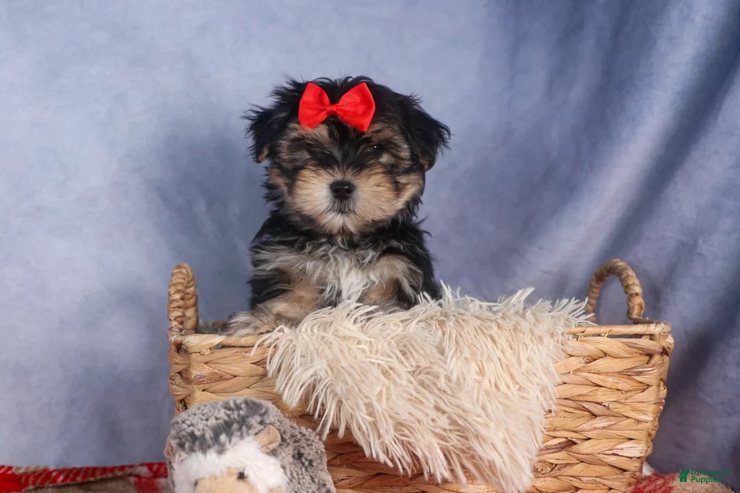 Morkie dogs for sale: Nash - Ad 5