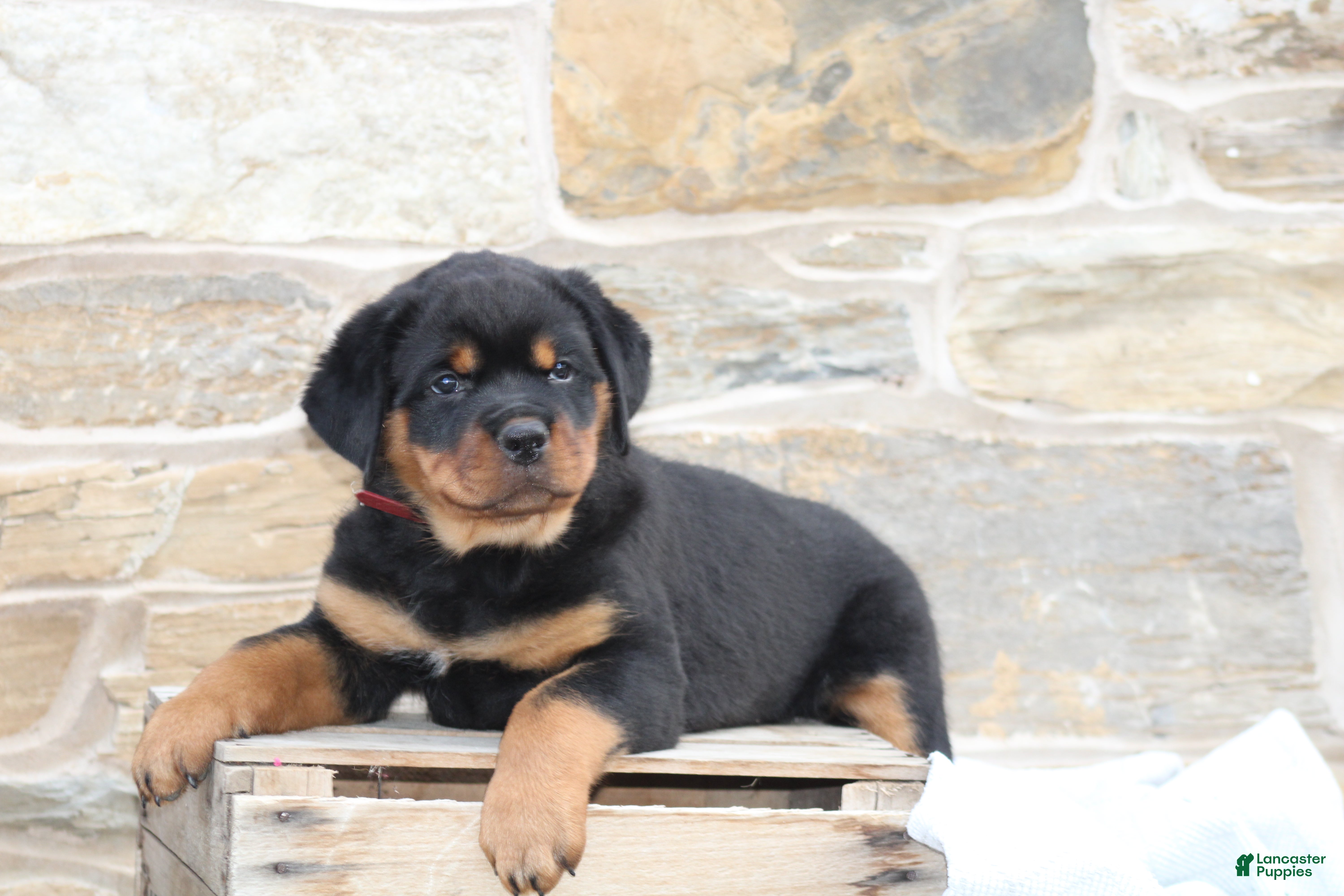 Rottweiler dogs Holly - Ad 40