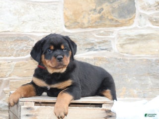 Rottweiler dogs Holly - Ad 40