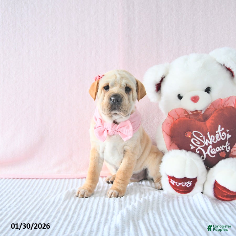 Mini Hippo dogs Deja  - Ad 9