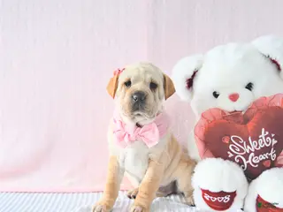 Mini Hippo dogs Deja - Ad 9