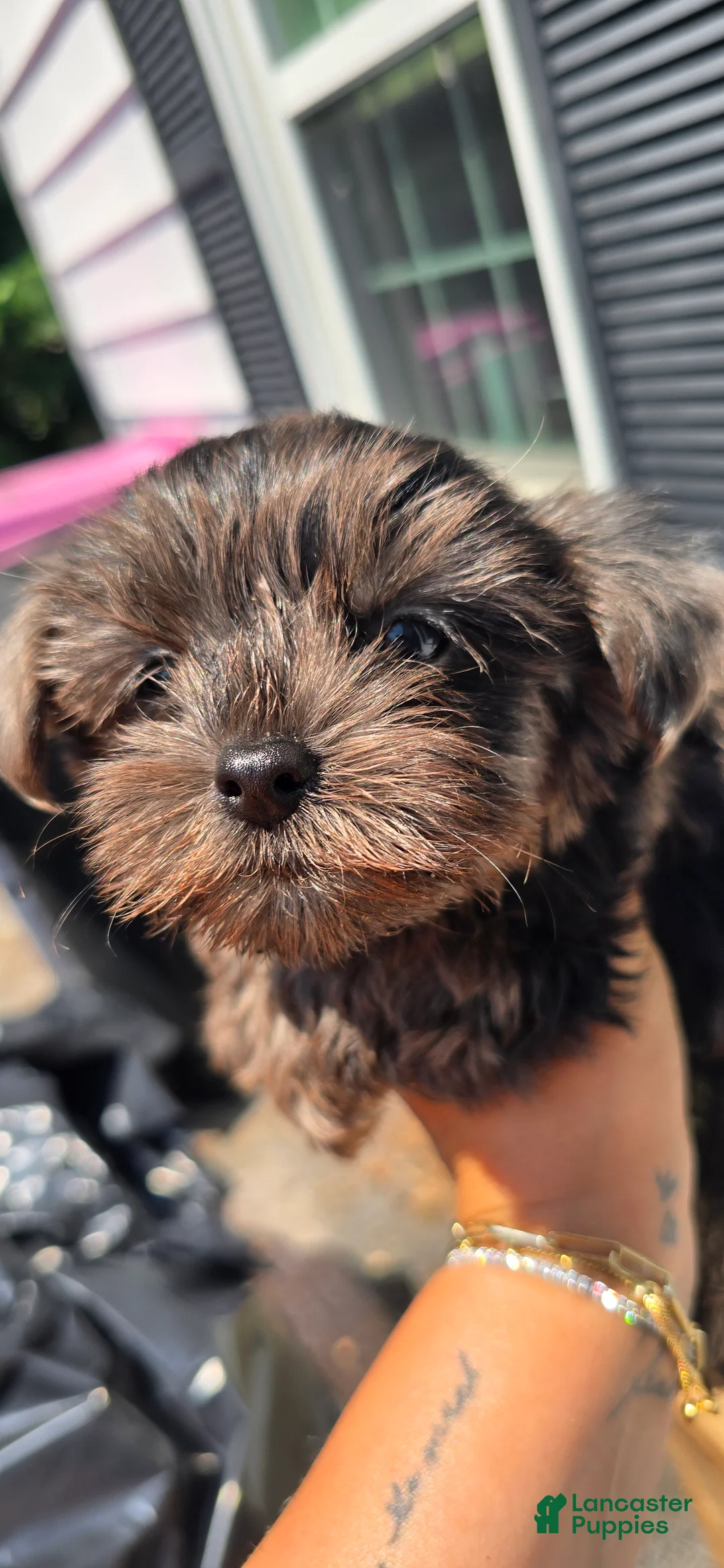 Yorkshire Terrier dogs for sale: 🖤 OREO XS BABY-DOLL FACE - Ad 2