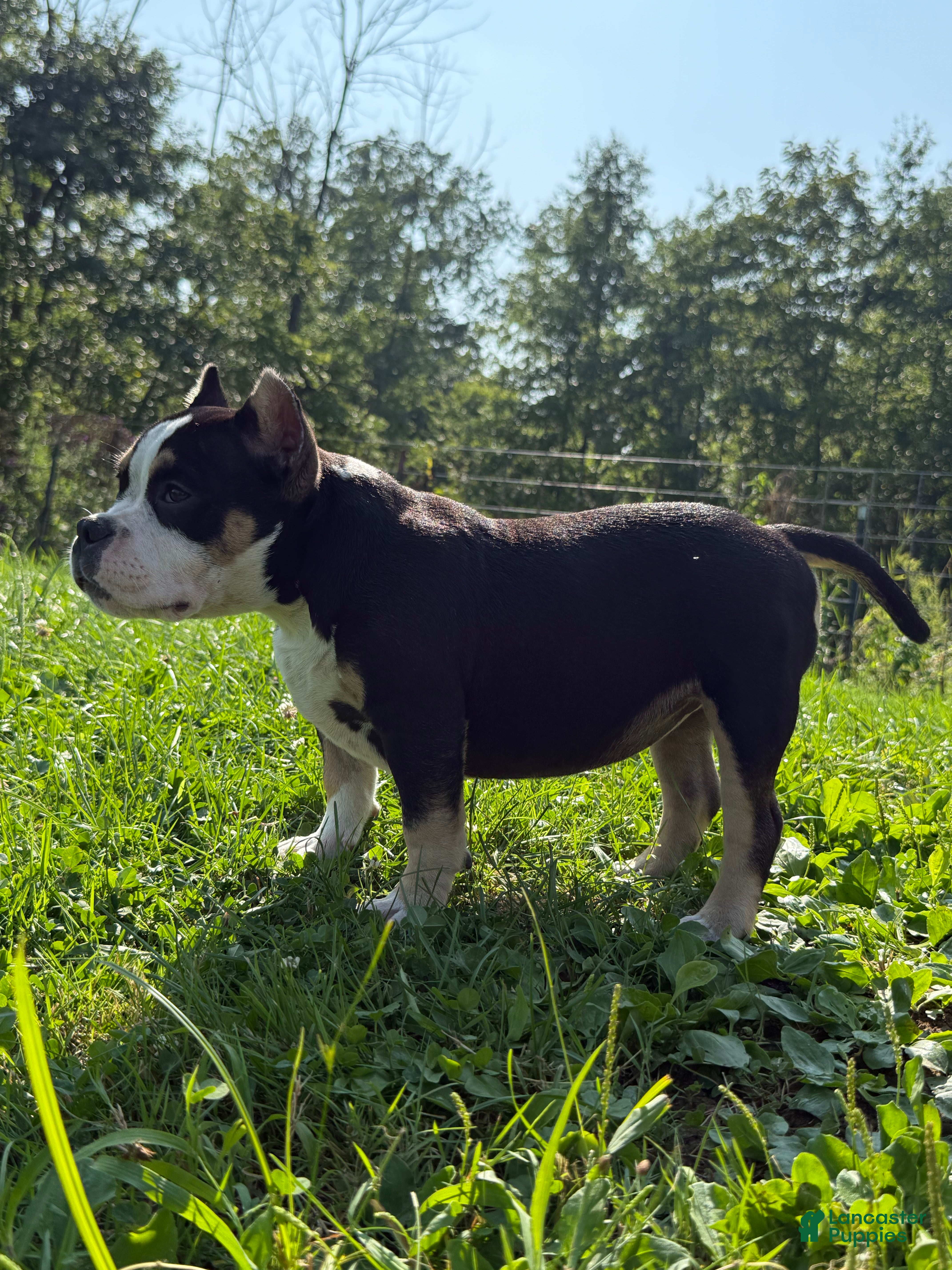American Bully dogs Snoopy  - Ad 1